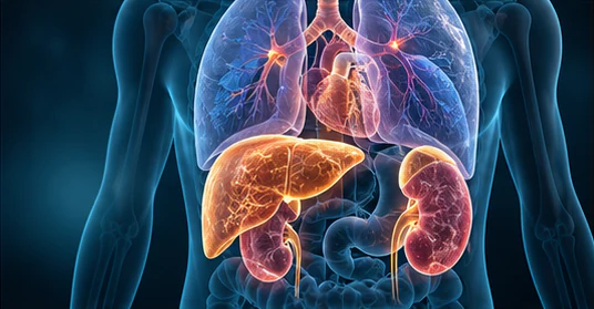Scientific illustration of organ fibrosis involving the heart, liver, kidneys, and lungs
